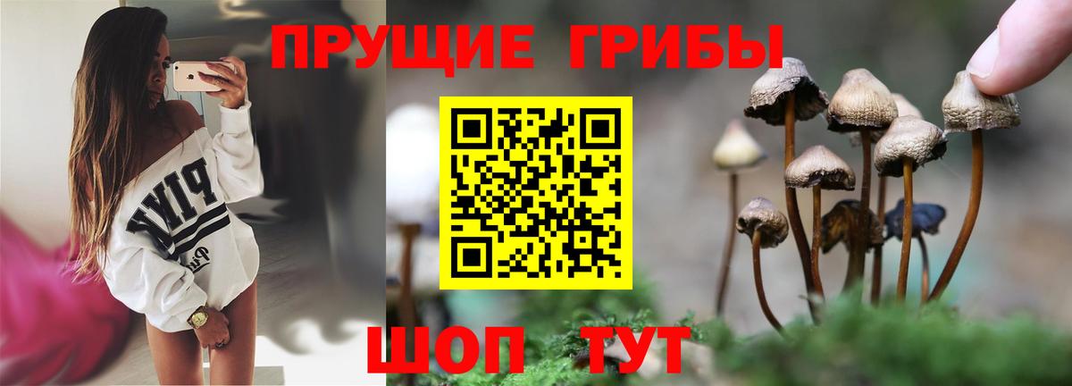 Михайловск  купить наркотики сайты  Галлюциногенные грибы прущие грибы  Вход с VPN  Псилоцибиновые грибы прущие грибы 